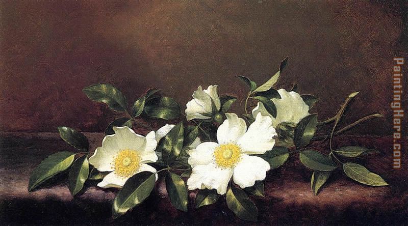 Cherokee Roses on a Purple Velvet Cloth painting - Martin Johnson Heade Cherokee Roses on a Purple Velvet Cloth art painting Cherokee Roses on a Purple Velvet Cloth painting - Martin Johnson Heade Cherokee Roses on a Purple Velvet Cloth art painting